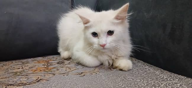 1 Kitten Female and 1 kittem Male (15k) each.