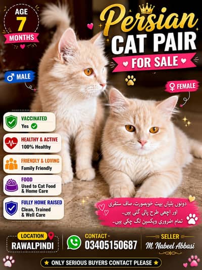 persian Cat MALE FEMALE PAIR