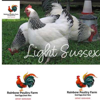 Light Sussex Heritage British Breed Chicks for Sale