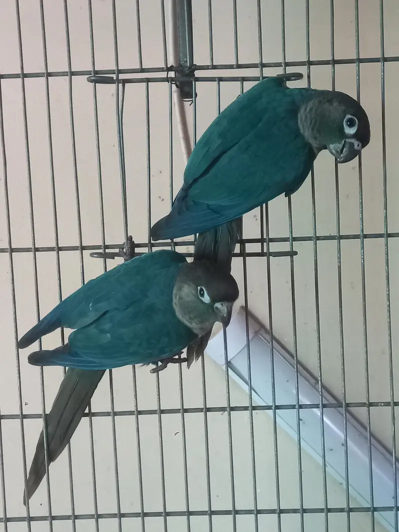 voilet/blue turquoise bf-bc conure pairs available — photo 2