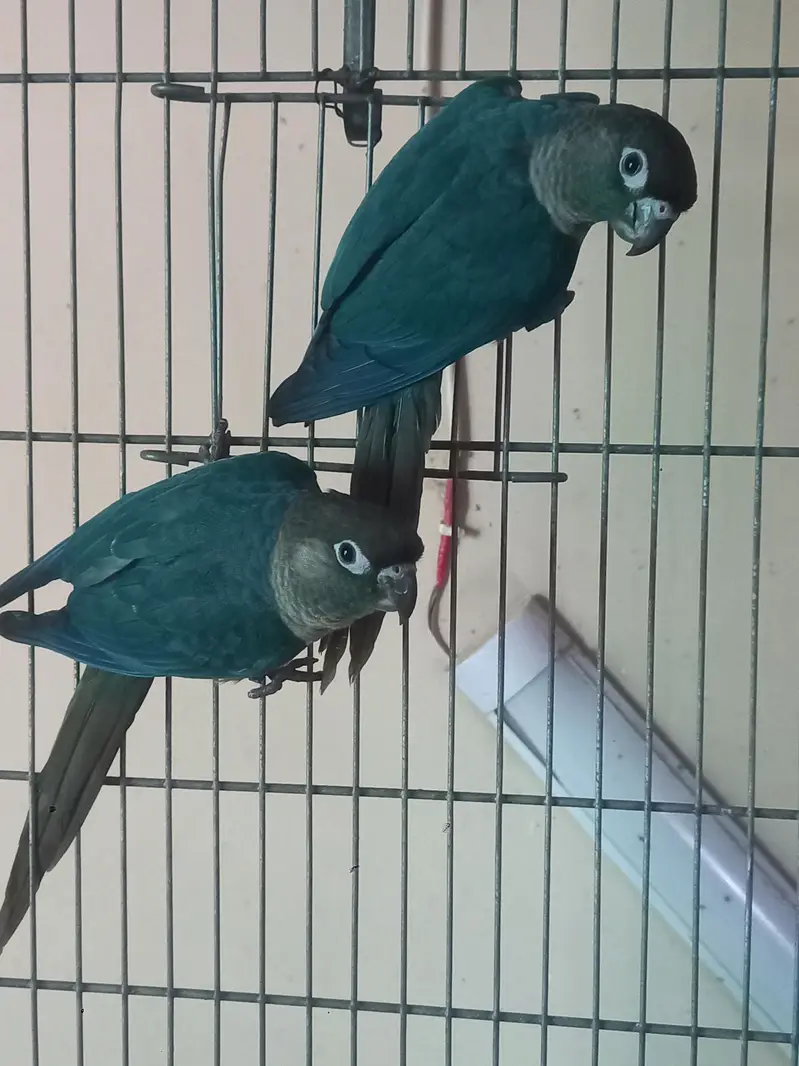 voilet/blue turquoise bf-bc conure pairs available — photo 3