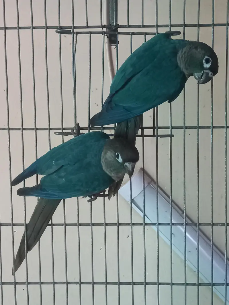 voilet/blue turquoise bf-bc conure pairs available — photo 4