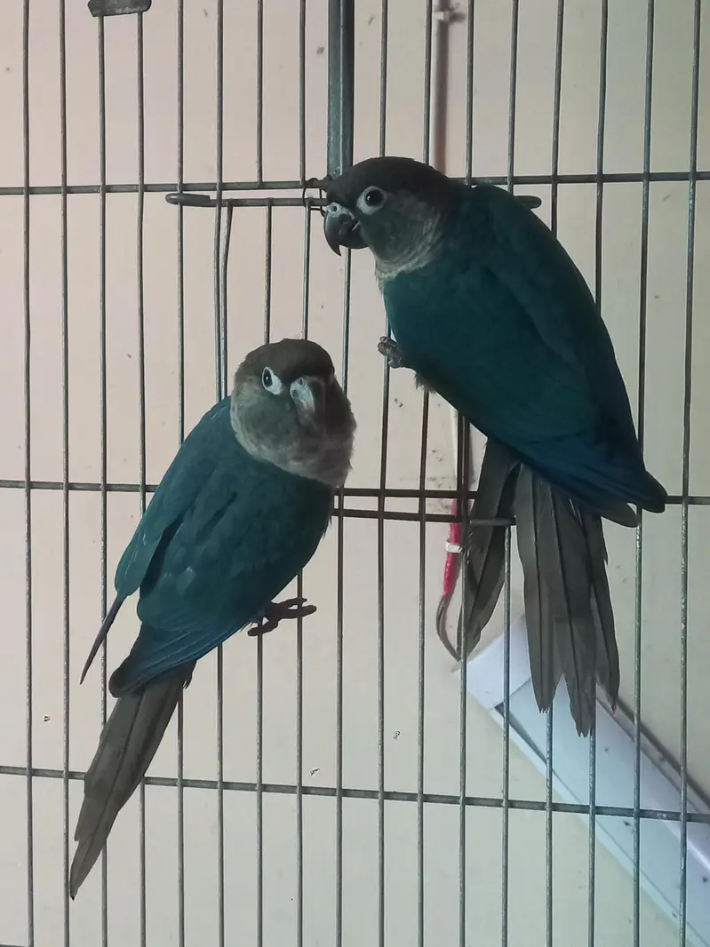 voilet/blue turquoise bf-bc conure pairs available — photo 5