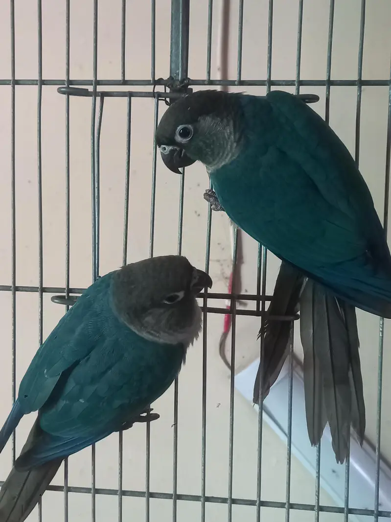 voilet/blue turquoise bf-bc conure pairs available — photo 6