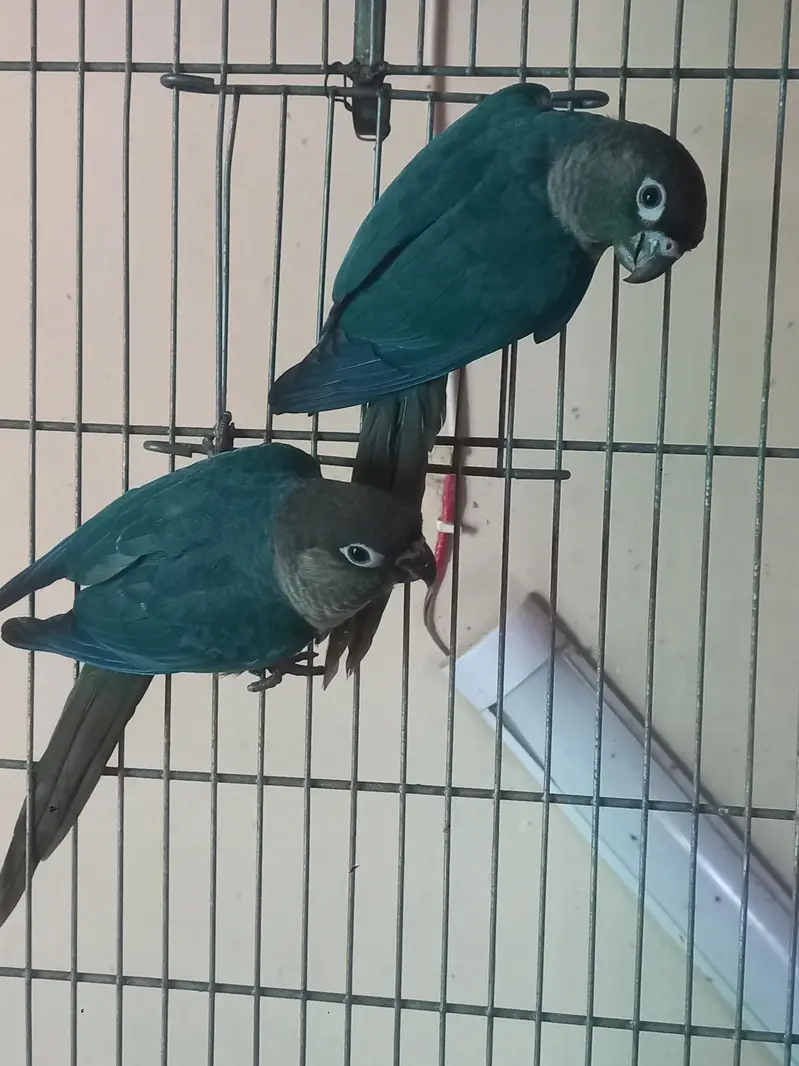 voilet/blue turquoise bf-bc conure pairs available — photo 7