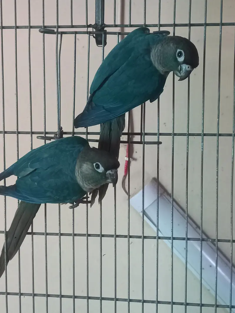 voilet/blue turquoise bf-bc conure pairs available — photo 8