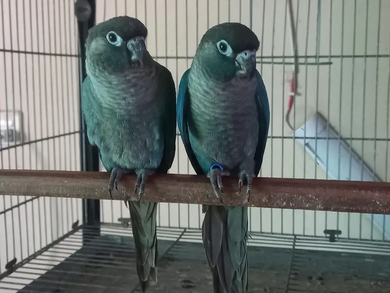 voilet/blue turquoise bf-bc conure pairs available — photo 10