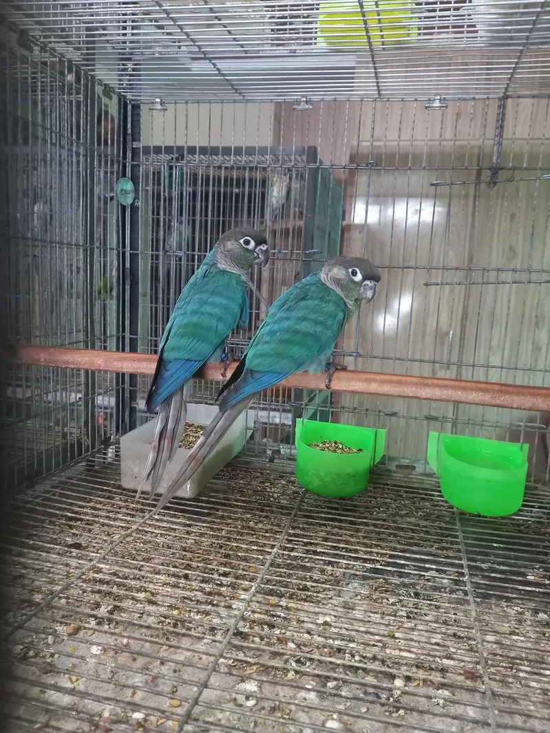 voilet/blue turquoise bf-bc conure pairs available — photo 11