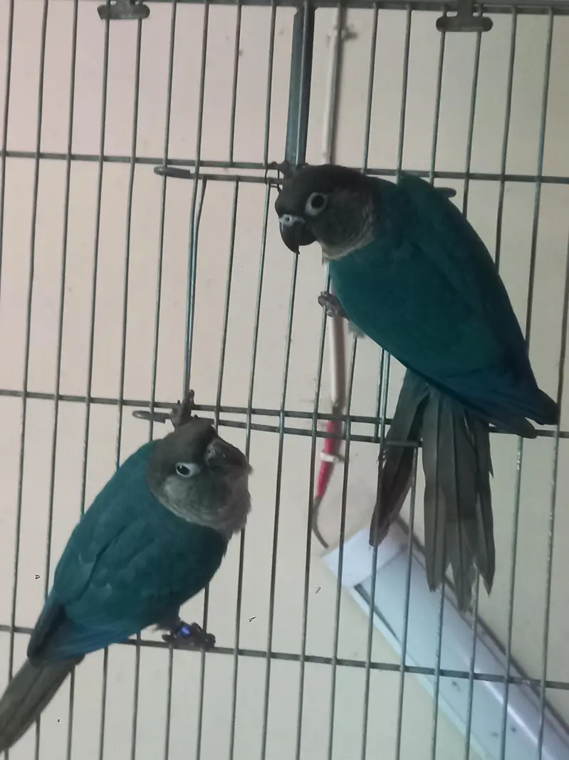voilet/blue turquoise bf-bc conure pairs available — photo 12