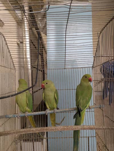 Green Ringneck Chicks Age 3 Months