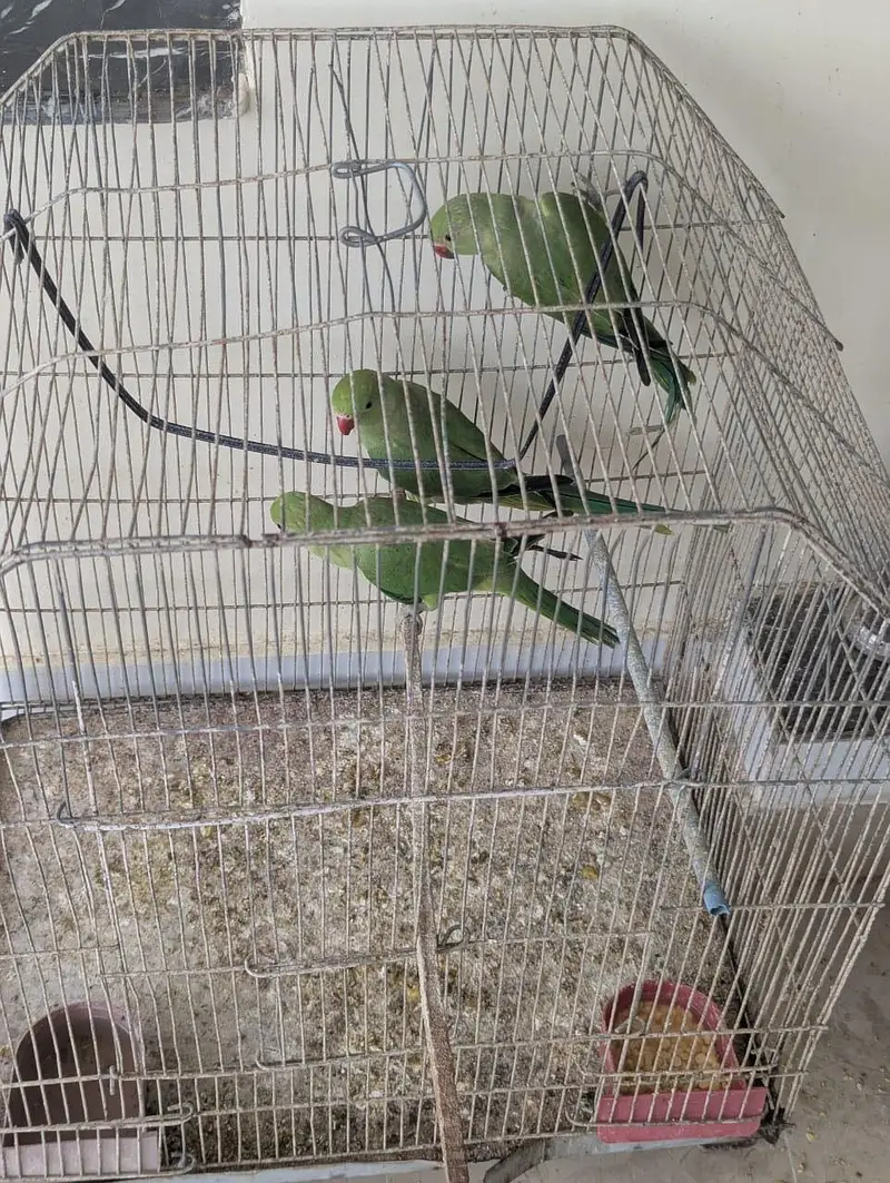 Green Ringneck Chicks Age 3 Months — photo 2
