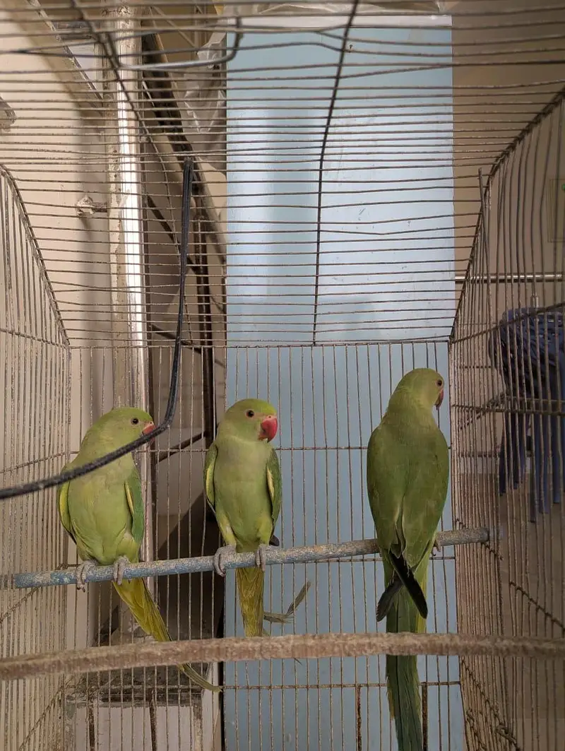 Green Ringneck Chicks Age 3 Months — photo 3