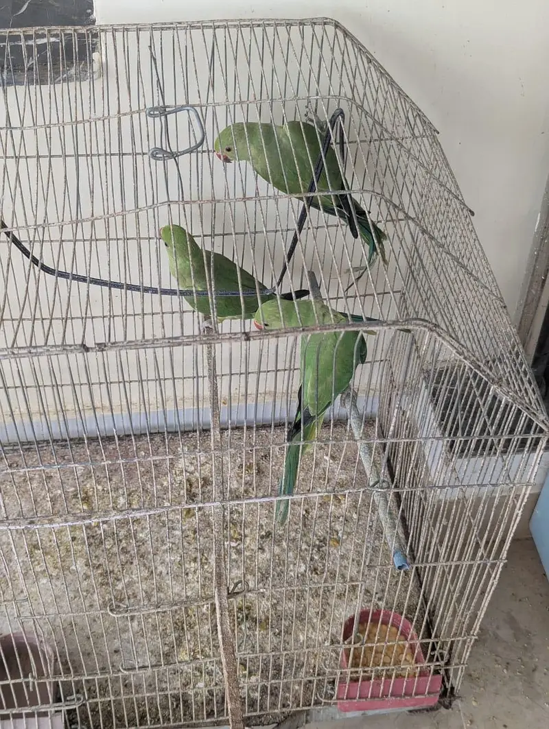 Green Ringneck Chicks Age 3 Months — photo 4