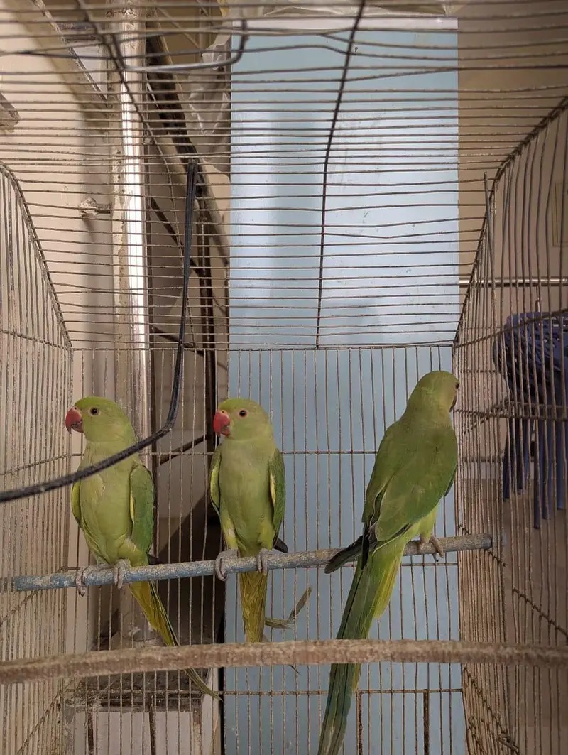 Green Ringneck Chicks Age 3 Months — photo 5