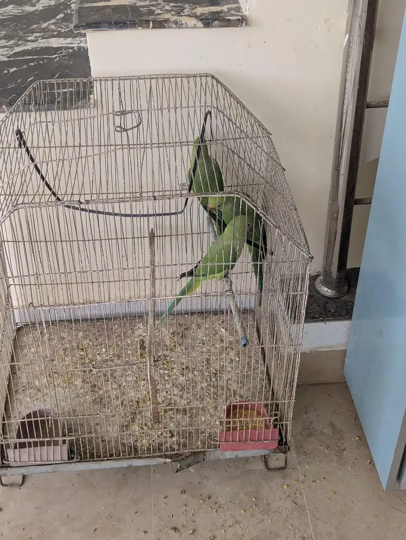 Green Ringneck Chicks Age 3 Months — photo 6