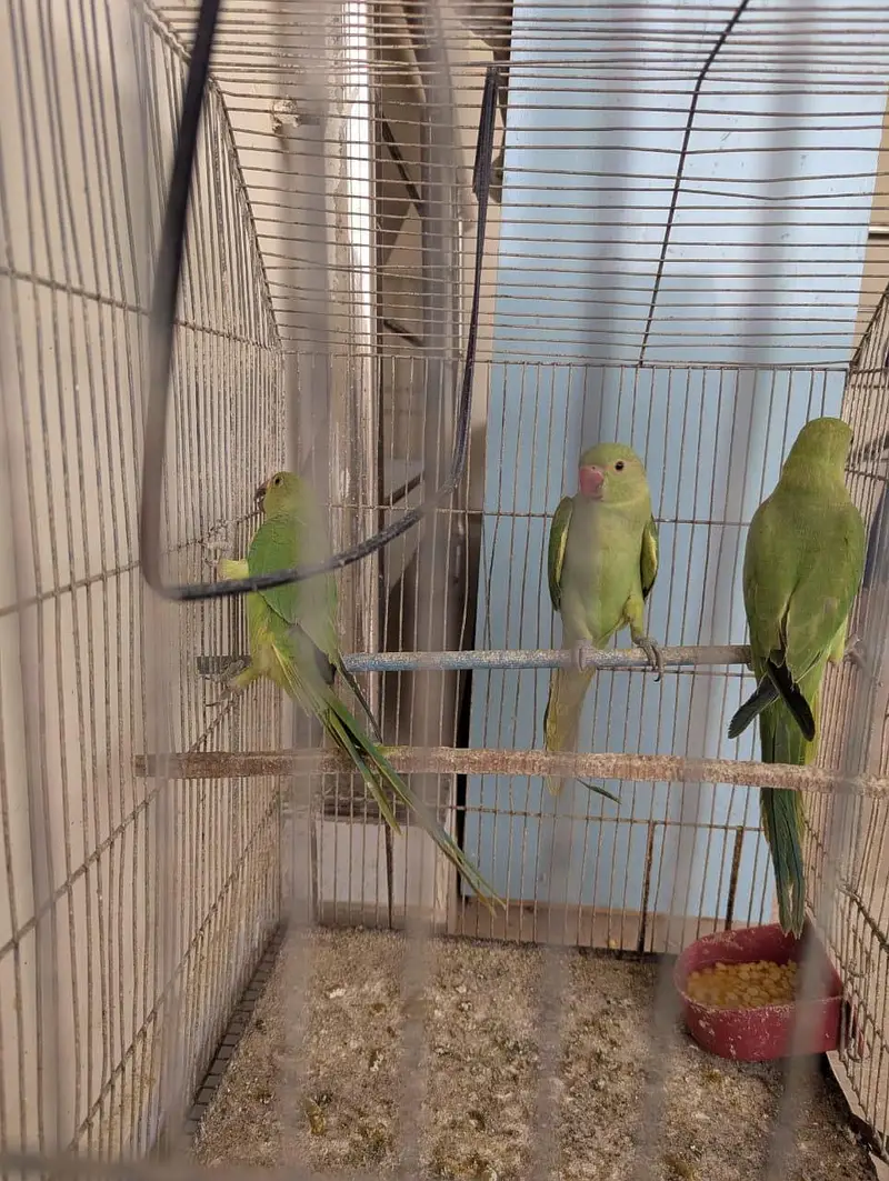 Green Ringneck Chicks Age 3 Months — photo 7