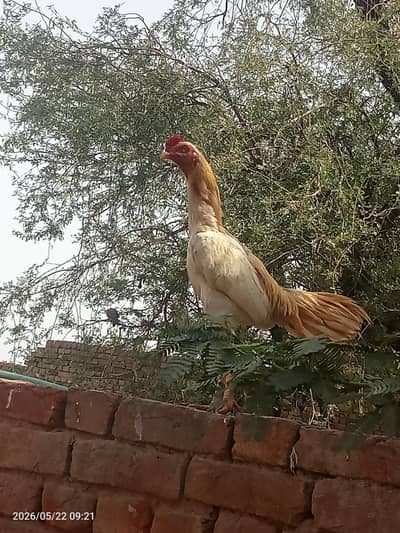 aseel murga for sale