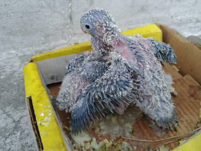 yellow sided high red conure chicks pair