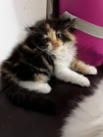 Calico, Dilute van and tuxedo Persian kittens
