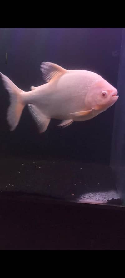 Pacu fish