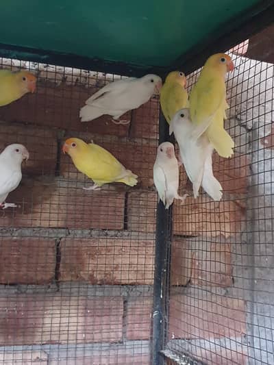 love brids pairs for sale