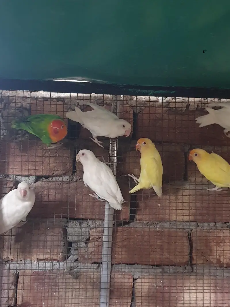 love brids pairs for sale — photo 2
