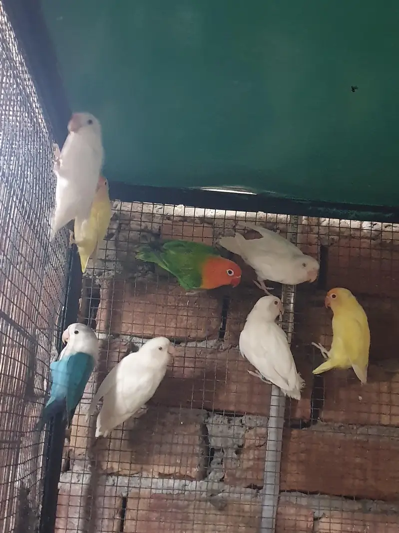 love brids pairs for sale — photo 3