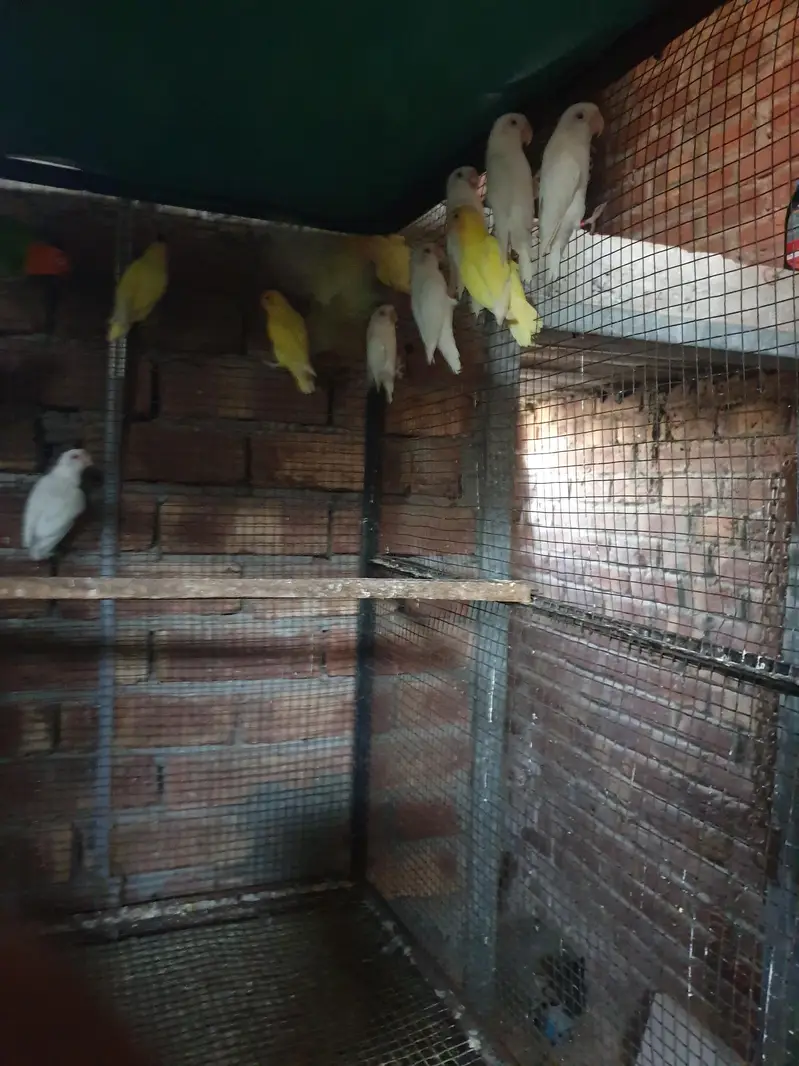 love brids pairs for sale — photo 4
