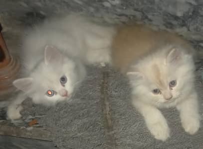 Kittens for Sale