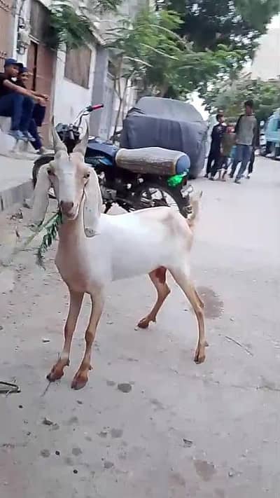 hyderabadi tapri bakri 2 dant gabban