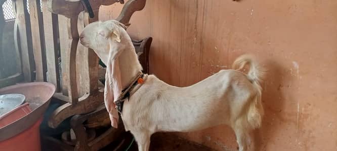 2dant  gulabi bakri 4 danth  hone wali hai ghar ka bacha pala howa hai