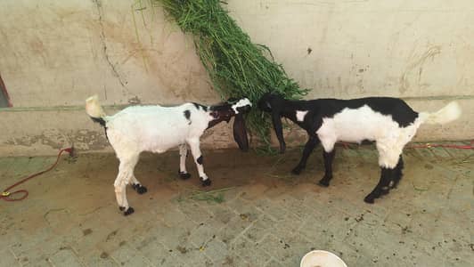 both male 4 months patari