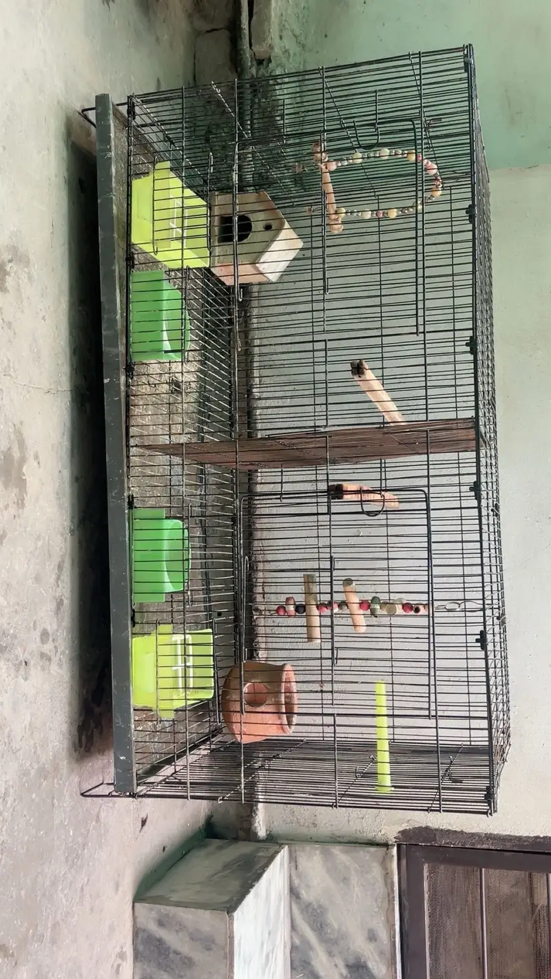 Bird cage for sale with divider and accessories