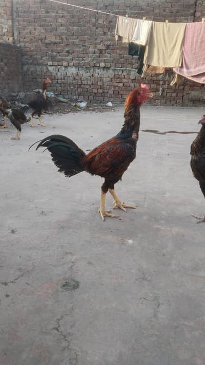 Thai croos mukamal setup sale krna.