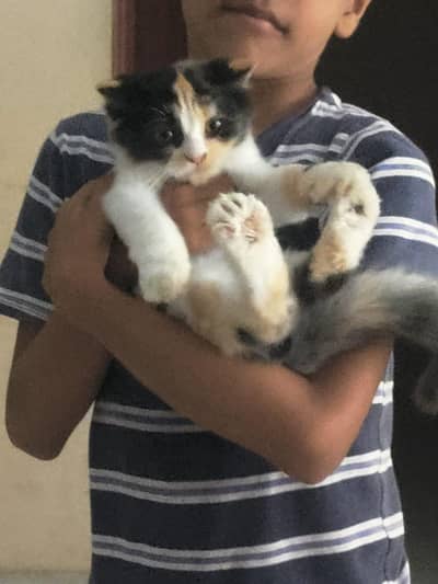 persian double coated calico female