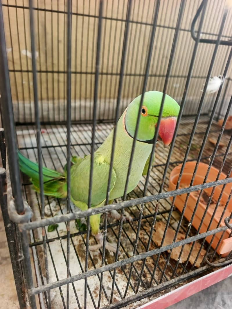 Parrot talking 0