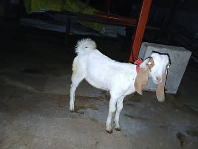 Two babby goats for sale 3 months and 4.5 months