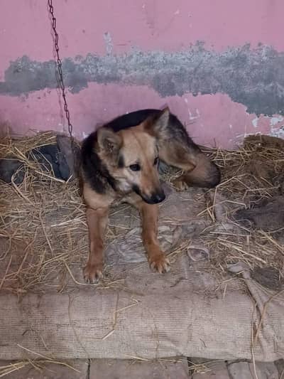 Alsatian female for sale