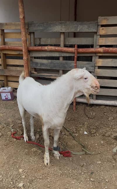 Beautiful tedda white eyes breeder son of chotu