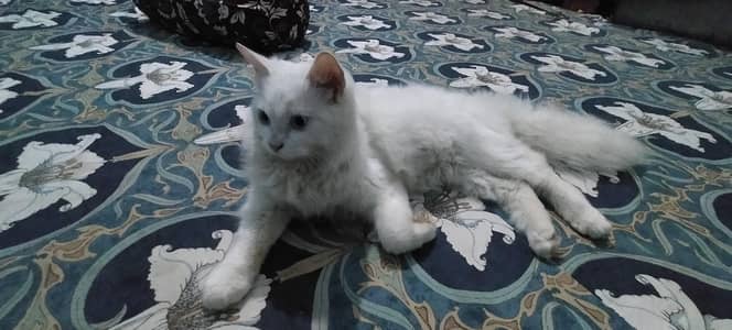 Male Persian Cat