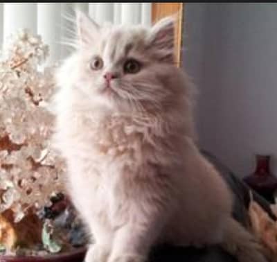 Persian kitten  triple coated urgently for sale