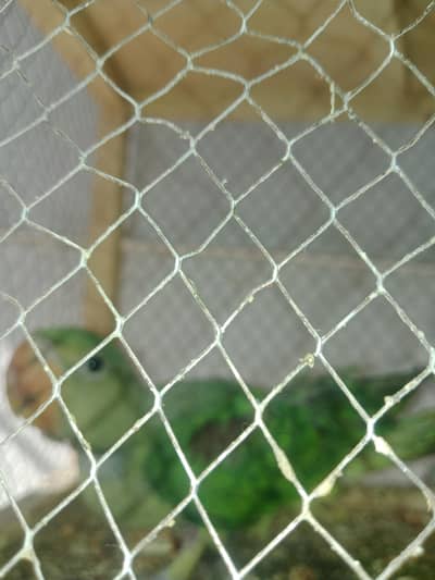 raw parrot