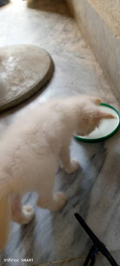 beautiful cat