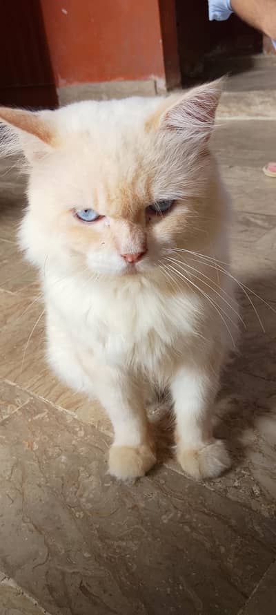 Active & Healthy Blue-Eyed Flame Point Persian male Cat for Sale