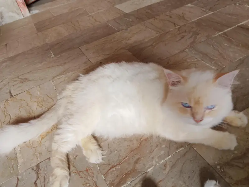 Active & Healthy Blue-Eyed Flame Point Persian male Cat for Sale — photo 2