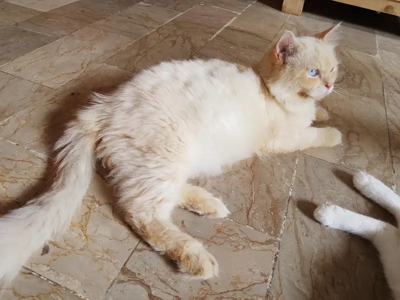 Active & Healthy Blue-Eyed Flame Point Persian male Cat for Sale — photo 3