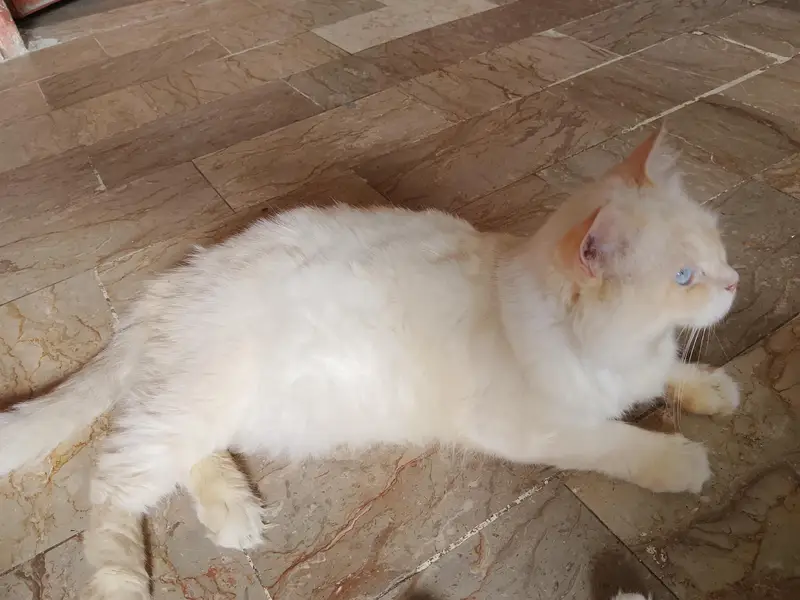 Active & Healthy Blue-Eyed Flame Point Persian male Cat for Sale — photo 4