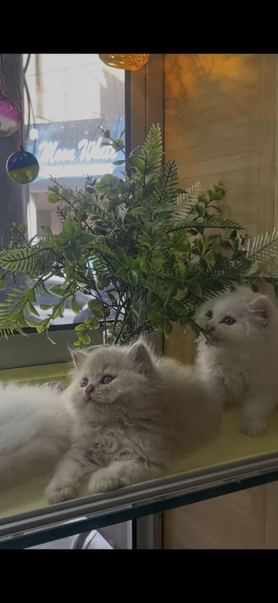 Kitten available