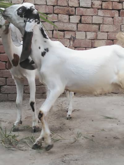 gots male female for sale