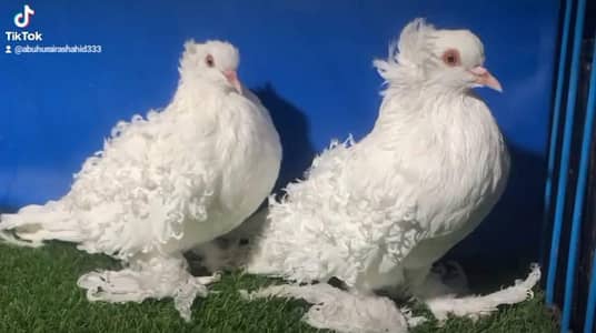 White Frillback Quality breeder pair available peigon bird